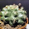 Gymnocalcium_baldianium